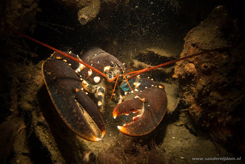 Zeekreeft, Homarus gammarus, Scharendijke, Nederland, april 2014